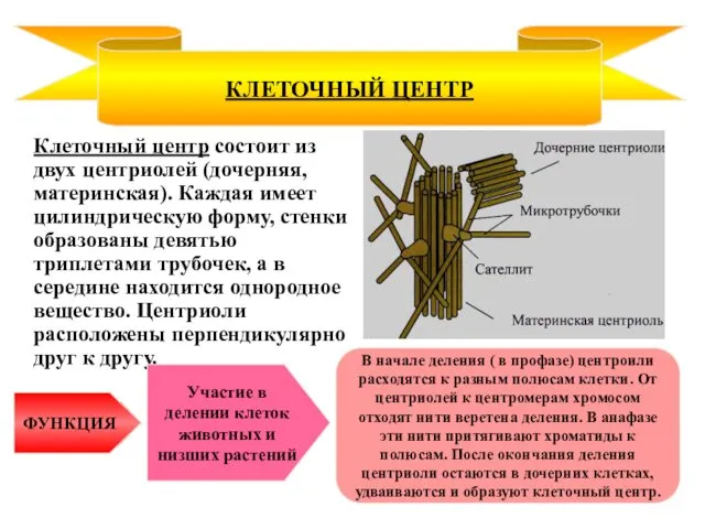 Клеточный центр состоит из двух центриолей (дочерняя, материнская). Каждая имеет