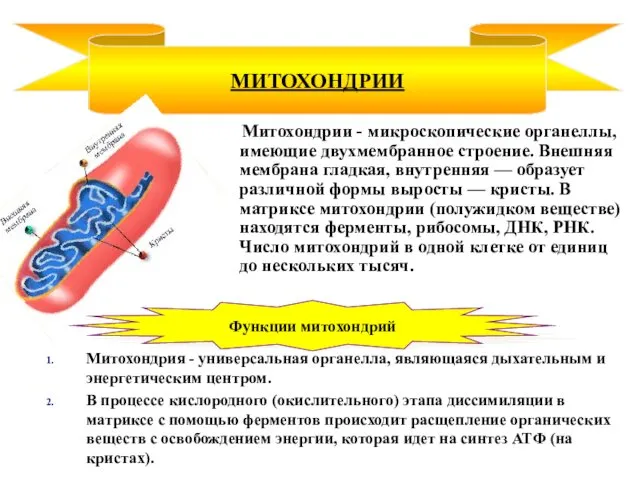 Митохондрии - микроскопические органеллы, имеющие двухмембранное строение. Внешняя мембрана гладкая,