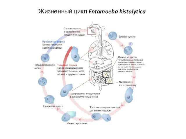 Жизненный цикл Entamoeba histolytica