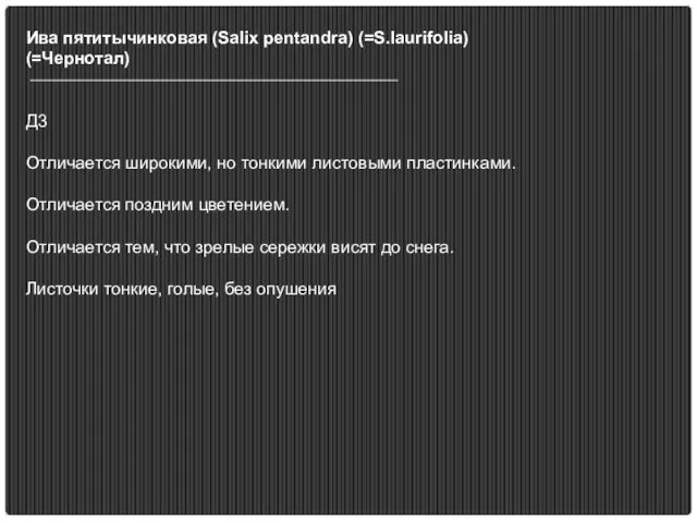 Ива пятитычинковая (Salix pentandra) (=S.laurifolia) (=Чернотал) Д3 Отличается широкими, но