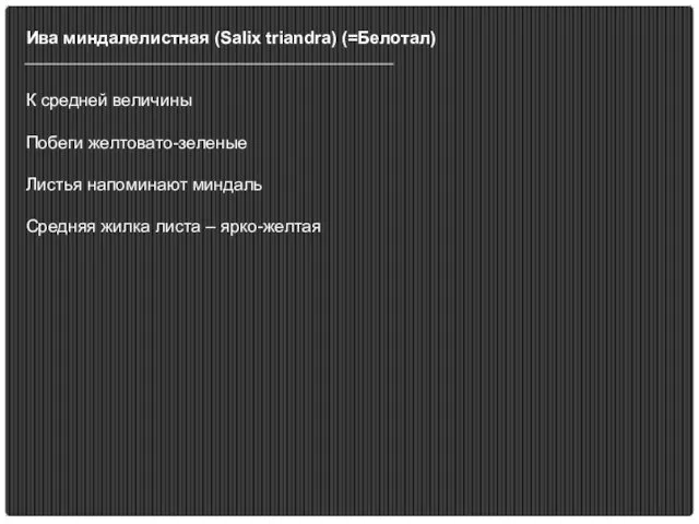 Ива миндалелистная (Salix triandra) (=Белотал) К средней величины Побеги желтовато-зеленые