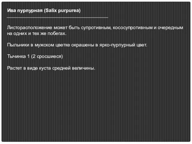 Ива пурпурная (Salix purpurea) Листорасположение может быть супротивным, кососупротивным и