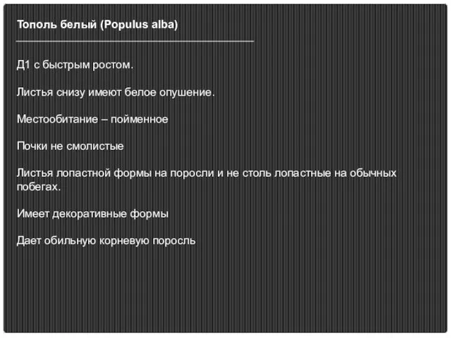 Тополь белый (Populus alba) Д1 с быстрым ростом. Листья снизу