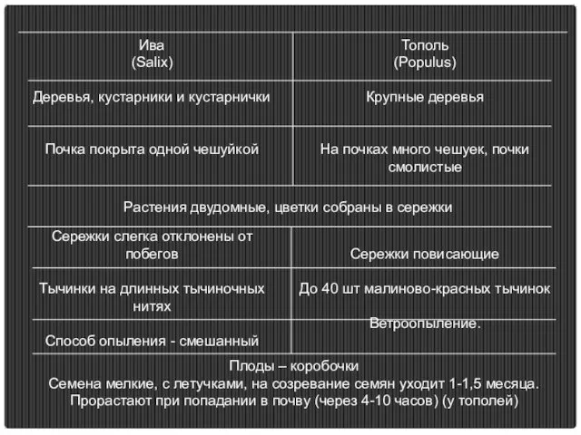 Тополь (Populus) Крупные деревья На почках много чешуек, почки смолистые