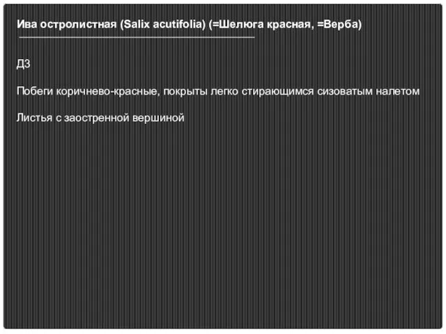 Ива остролистная (Salix acutifolia) (=Шелюга красная, =Верба) Д3 Побеги коричнево-красные,