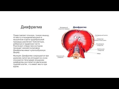 Диафрагма Представляет плоскую, тонкую мышцу, по месту отхождения волокон в