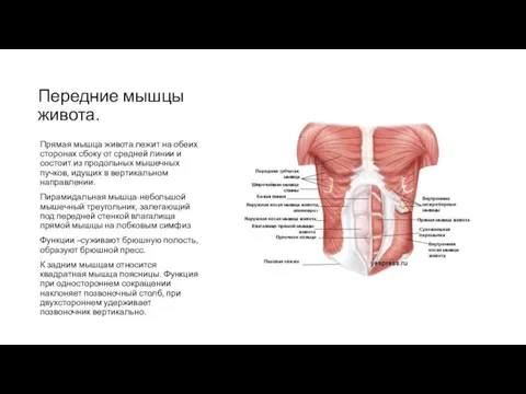 Передние мышцы живота. Прямая мышца живота лежит на обеих сторонах