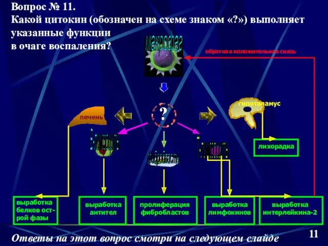 макрофаг печень гипоталамус В-лимфоциты фибробласты Т-лимфоциты выработка белков ост- рой