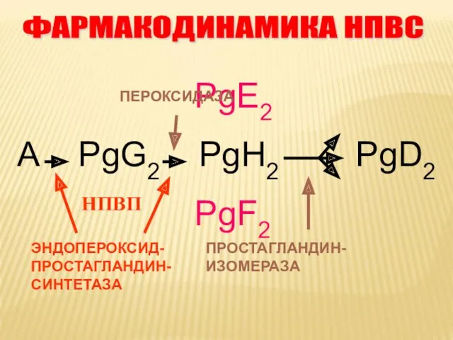 PgE2 А PgG2 PgH2 PgD2 PgF2 ЭНДОПЕРОКСИД-ПРОСТАГЛАНДИН-СИНТЕТАЗА ПРОСТАГЛАНДИН-ИЗОМЕРАЗА ПЕРОКСИДАЗА НПВП ФАРМАКОДИНАМИКА НПВС