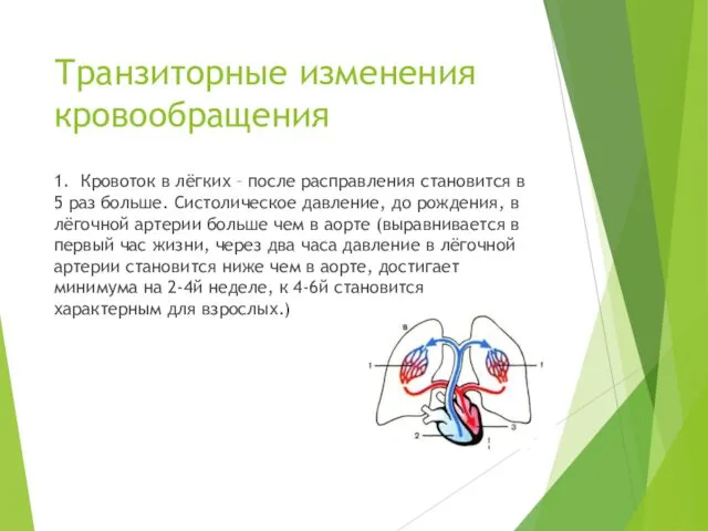 Транзиторные изменения кровообращения 1. Кровоток в лёгких – после расправления