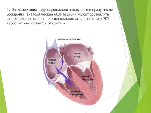 3. Овальное окно – функционально закрывается сразу после рождения, анатомическая