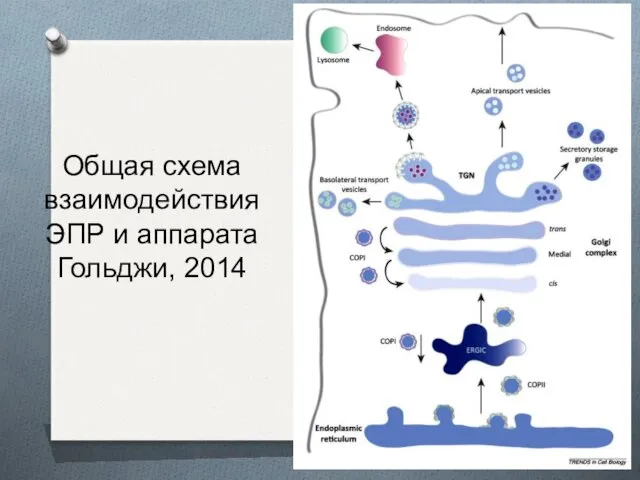 Общая схема взаимодействия ЭПР и аппарата Гольджи, 2014