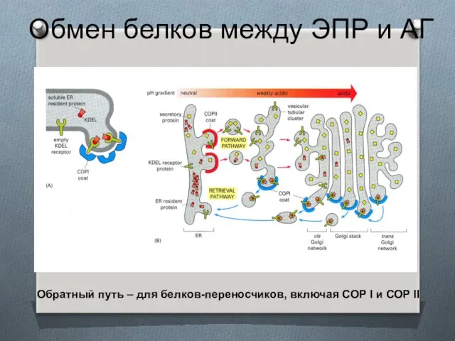 Обмен белков между ЭПР и АГ Обратный путь – для