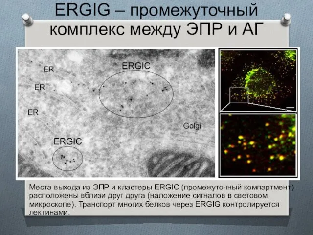 ERGIG – промежуточный комплекс между ЭПР и АГ Места выхода