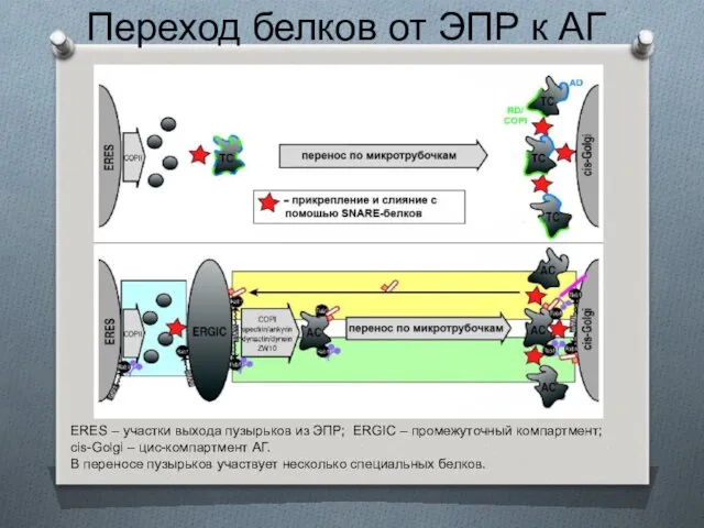 Переход белков от ЭПР к АГ ERES – участки выхода
