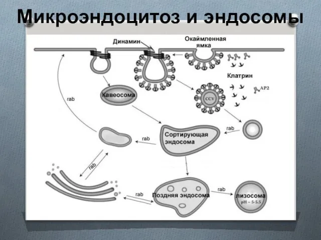 Микроэндоцитоз и эндосомы