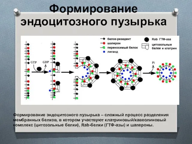 Формирование эндоцитозного пузырька Формирование эндоцитозного пузырька – сложный процесс разделения