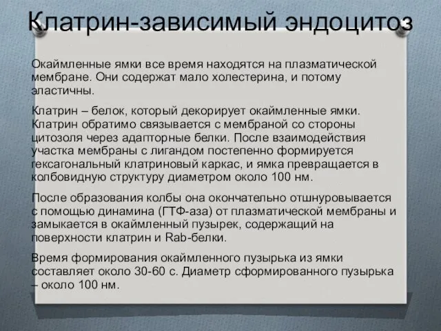 Клатрин-зависимый эндоцитоз Окаймленные ямки все время находятся на плазматической мембране.