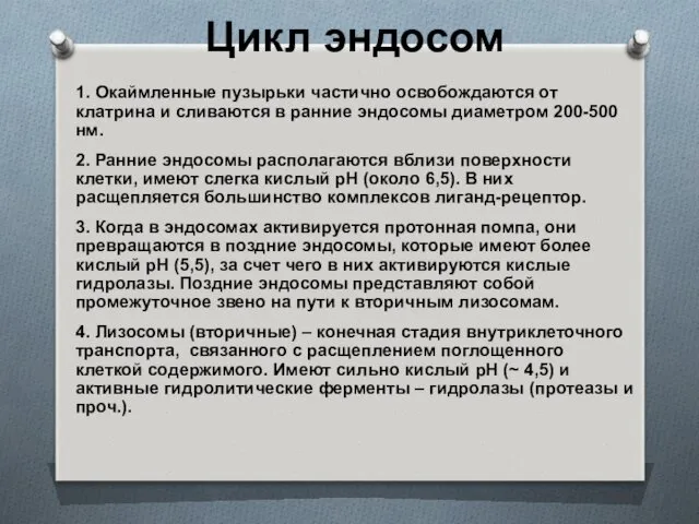 Цикл эндосом 1. Окаймленные пузырьки частично освобождаются от клатрина и