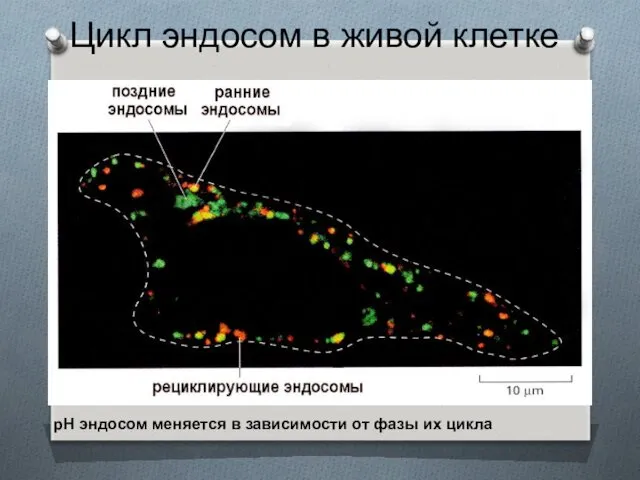 Цикл эндосом в живой клетке рН эндосом меняется в зависимости от фазы их цикла