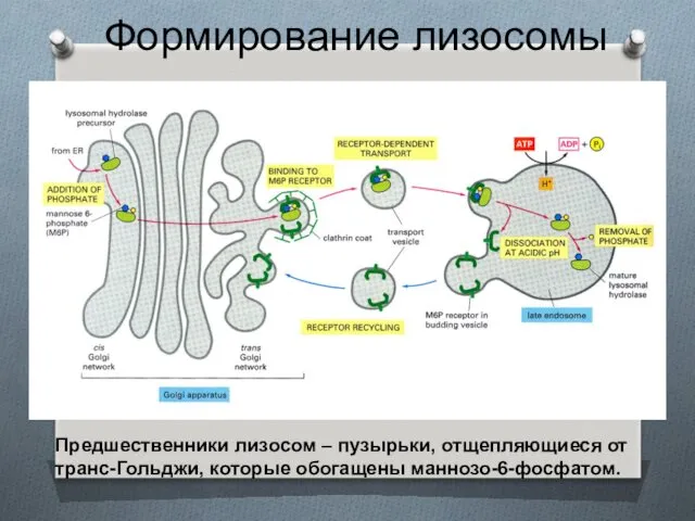 Формирование лизосомы Предшественники лизосом – пузырьки, отщепляющиеся от транс-Гольджи, которые обогащены маннозо-6-фосфатом.