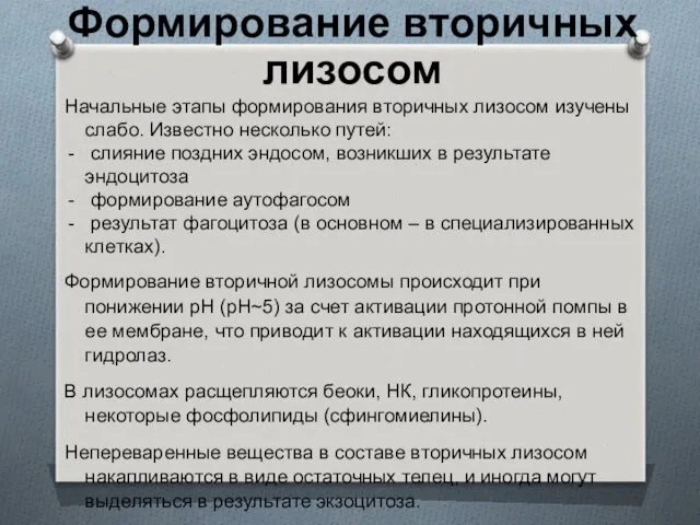 Формирование вторичных лизосом Начальные этапы формирования вторичных лизосом изучены слабо.