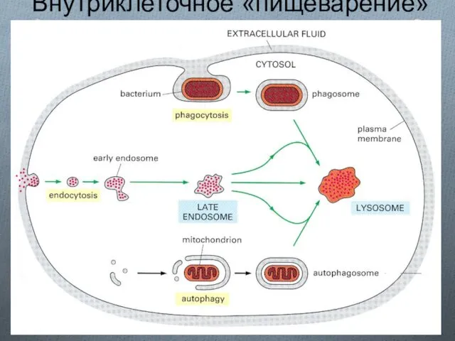 Внутриклеточное «пищеварение»