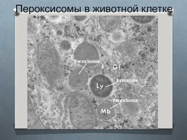 Пероксисомы в животной клетке