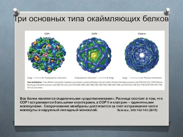 Три основных типа окаймляющих белков Все белки являются отдаленными «родственниками».