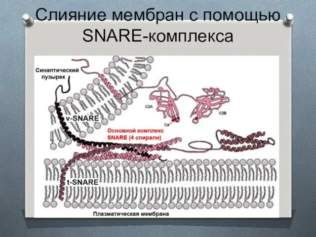 Слияние мембран с помощью SNARE-комплекса