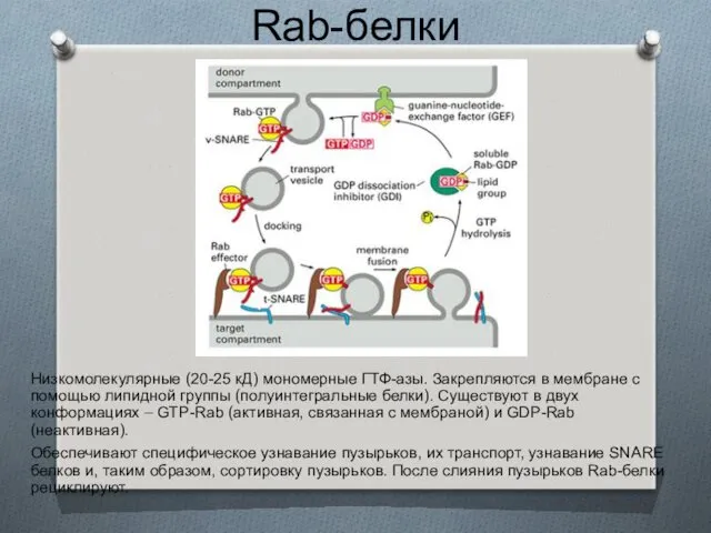 Rab-белки Низкомолекулярные (20-25 кД) мономерные ГТФ-азы. Закрепляются в мембране с