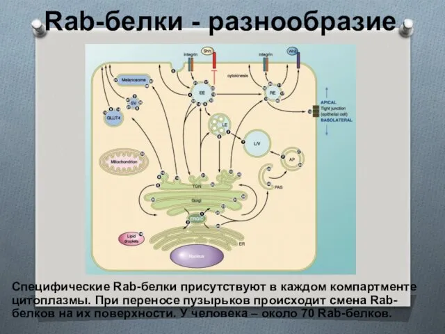 Rab-белки - разнообразие Специфические Rab-белки присутствуют в каждом компартменте цитоплазмы.