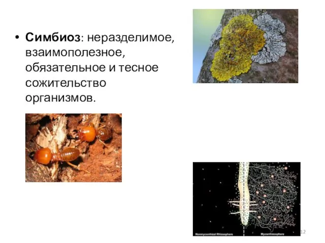 Симбиоз: неразделимое, взаимополезное, обязательное и тесное сожительство организмов.