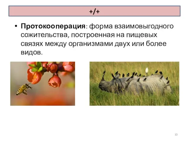 Протокооперация: форма взаимовыгодного сожительства, построенная на пищевых связях между организмами двух или более видов. +/+