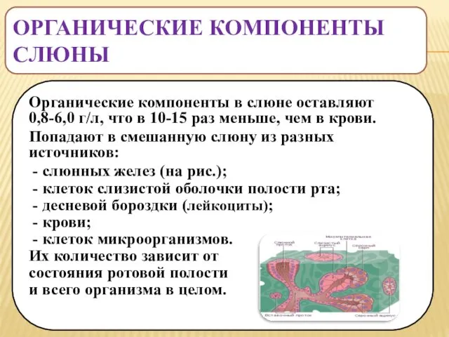 ОРГАНИЧЕСКИЕ КОМПОНЕНТЫ СЛЮНЫ Органические компоненты в слюне оставляют 0,8-6,0 г/л,