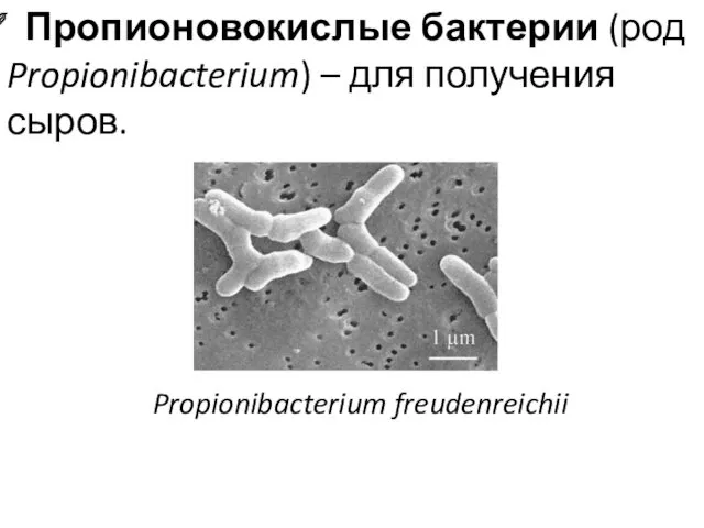 Пропионовокислые бактерии (род Propionibacterium) – для получения сыров. Propionibacterium freudenreichii