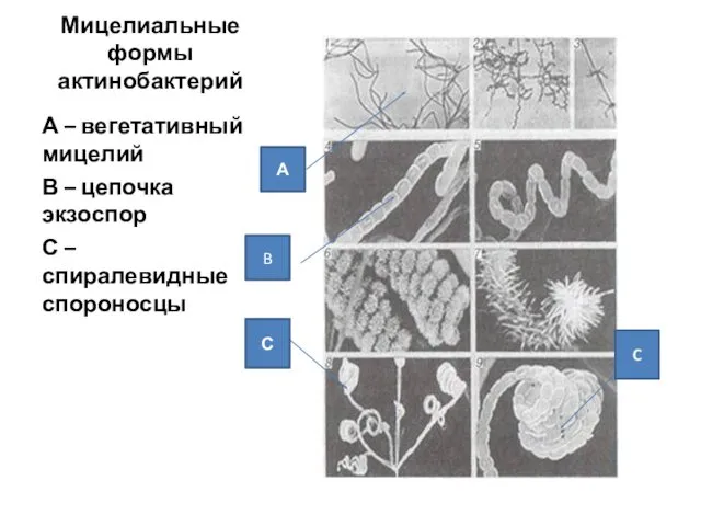 Мицелиальные формы актинобактерий А – вегетативный мицелий В – цепочка экзоспор С –