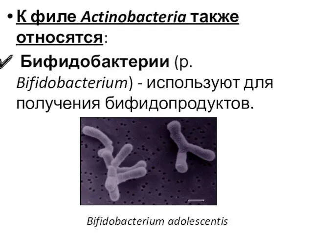 К филе Actinobacteria также относятся: Бифидобактерии (р. Bifidobacterium) - используют для получения бифидопродуктов. Bifidobacterium adolescentis