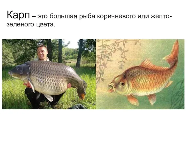 Карп – это большая рыба коричневого или желто-зеленого цвета.