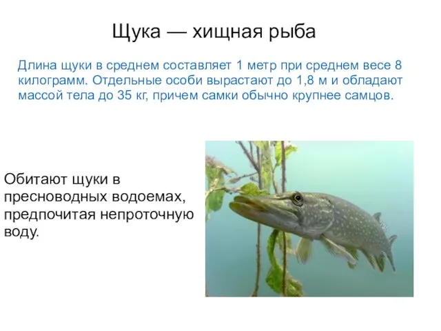 Щука — хищная рыба Длина щуки в среднем составляет 1 метр при среднем