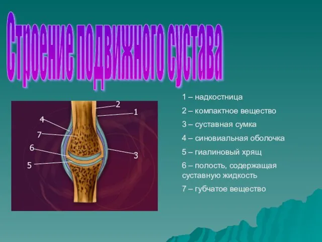 1 – надкостница 2 – компактное вещество 3 – суставная