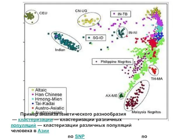 Пример анализа генетического разнообразия — кластеризации — кластеризации различных популяций