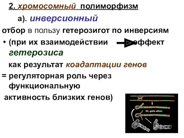 2. хромосомный полиморфизм а). инверсионный отбор в пользу гетерозигот по