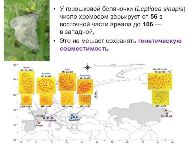 У горошковой беляночки (Leptidea sinapis) число хромосом варьирует от 56