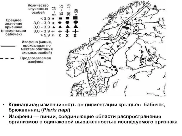 Клинальная изменчивость по пигментации крыльев бабочек, брюквенниц (Pieris napi) Изофены