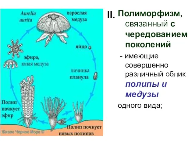 Полиморфизм, связанный с чередованием поколений - имеющие совершенно различный облик полипы и медузы одного вида; II.