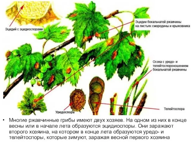 Многие ржавчинные грибы имеют двух хозяев. На одном из них