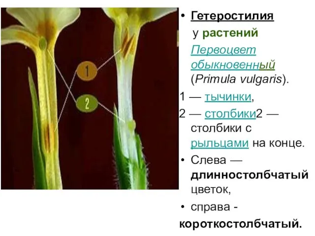 Гетеростилия у растений Первоцвет обыкновенный (Primula vulgaris). 1 — тычинки,