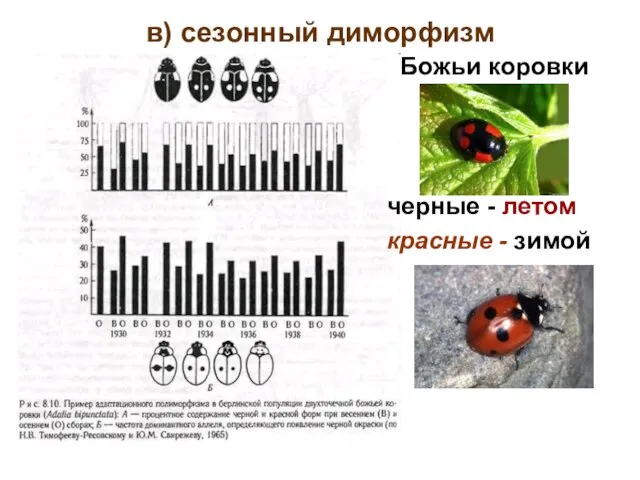 в) сезонный диморфизм Божьи коровки черные - летом красные - зимой