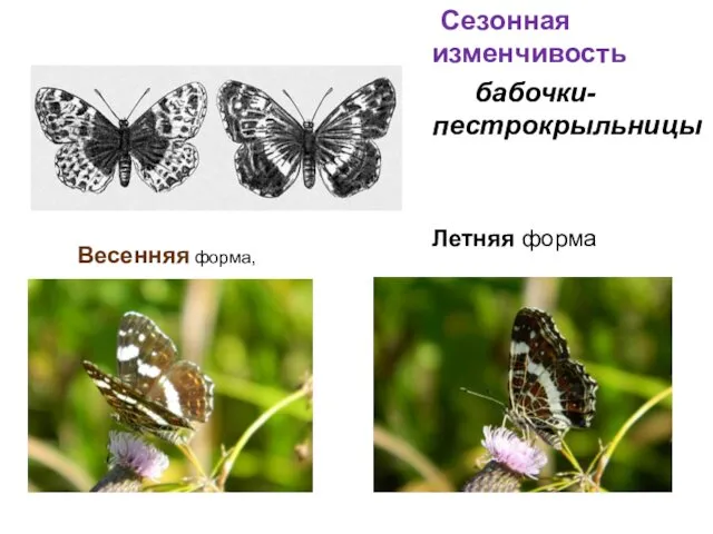 Сезонная изменчивость бабочки- пестрокрыльницы Летняя форма Весенняя форма,